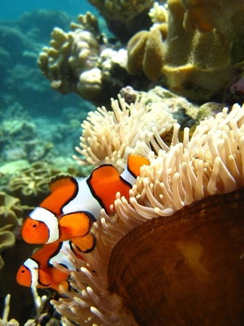 Port Douglas Retreat - Accommodation Whitsundays 12