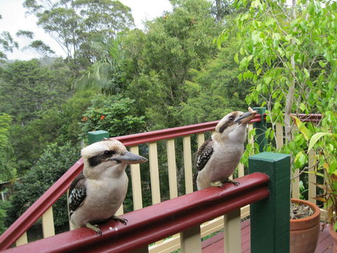 Shasta Place - Accommodation Whitsundays 12