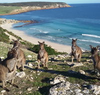 Waves  Wildlife Cottages Kangaroo Island - Accommodation Whitsundays