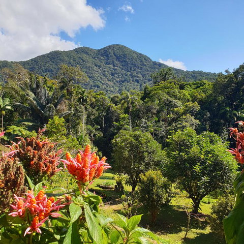 A Daintree Garden - Accommodation Whitsundays 3