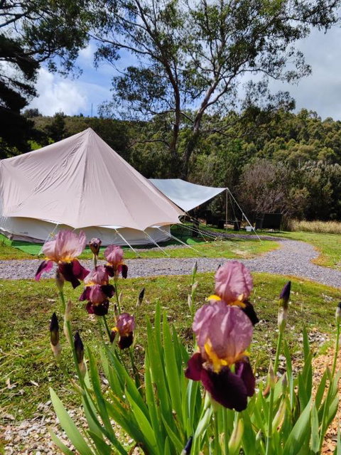 Glamping At Zeehan Bush Camp - Accommodation Whitsundays 4