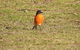 Gulkula2 Wildlife Retreat - thumb 1