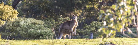 Alkina Lodge - Great Ocean Road - Accommodation Whitsundays 3