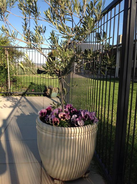 Amazing Views Pet Friendly Bed And Breakfast - Accommodation Whitsundays 3