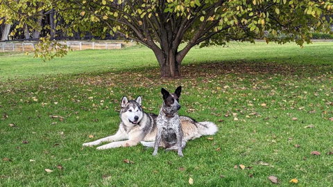 Mountain Culture Farm Stay - Pet Friendly - Accommodation Whitsundays 2