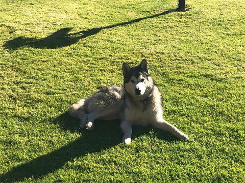 Mountain Culture Farm Stay - Pet Friendly - Accommodation Whitsundays 3