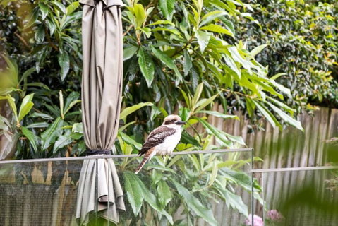 Quaint Queen Room - Central Location At Pymble - Shared Bathroom - Accommodation Whitsundays 1