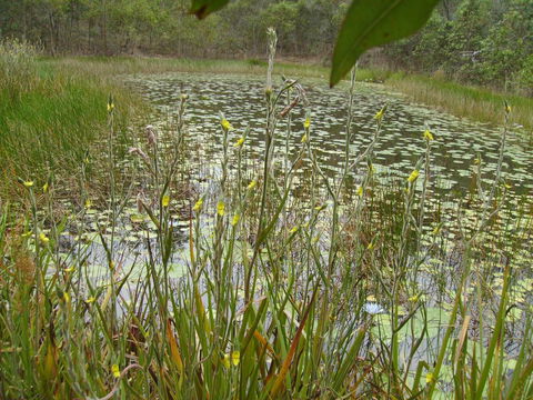 Back To The Bush - Accommodation Whitsundays 3