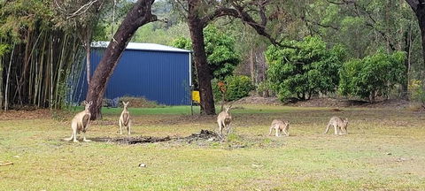 Roo Or 2 On Streeter - Accommodation Whitsundays 0