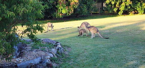 Roo Or 2 On Streeter - Accommodation Whitsundays 3