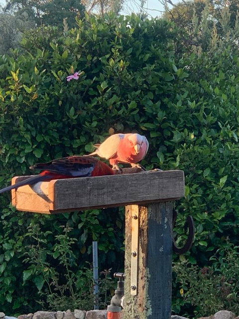 Rose Cottage - Accommodation Whitsundays 1