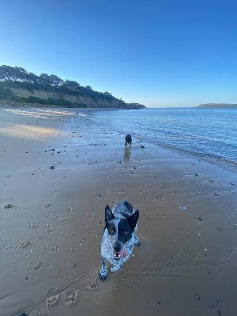 Salty Paws Dog Friendly Luxe Cottage - Accommodation Whitsundays 3