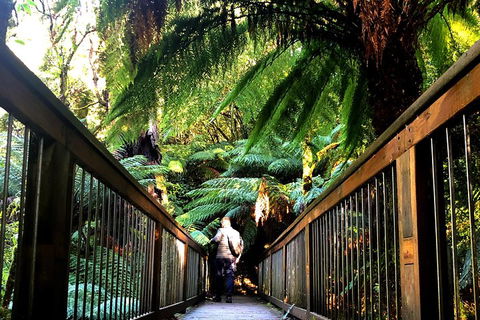 Small-Group Great Ocean Road And Twelve Apostles Full-Day Tour - Accommodation Whitsundays 1