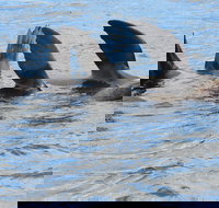 Twilight Sail Bruny Island