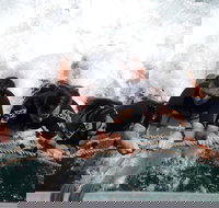 Cruise in Moreton Bay Marine Park and Moreton Island - Accommodation Whitsundays