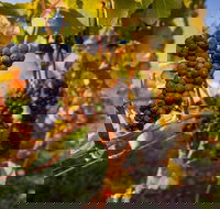 Full Day Tamar Valley Wine Tour - Accommodation Whitsundays