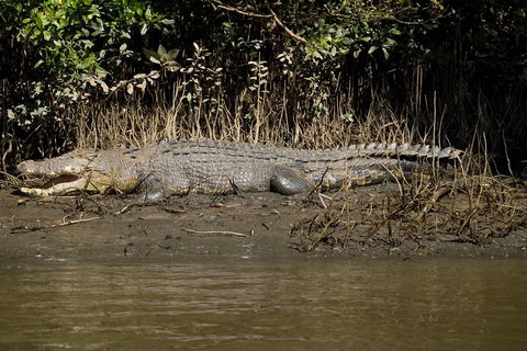 5-Day Best Of Cairns With Daintree, Kuranda, And Great Barrier Reef - Accommodation Whitsundays 5