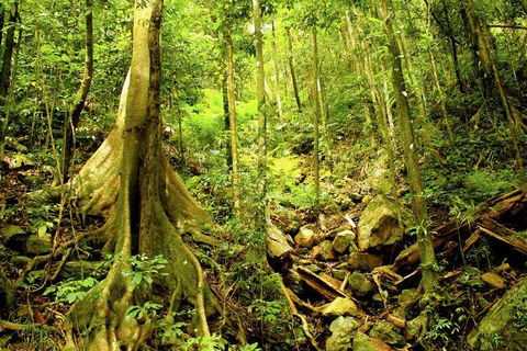 Cairns 4WD Waterfall And Rainforest Tour Including Kuranda Scenic Railway - Accommodation Whitsundays 1