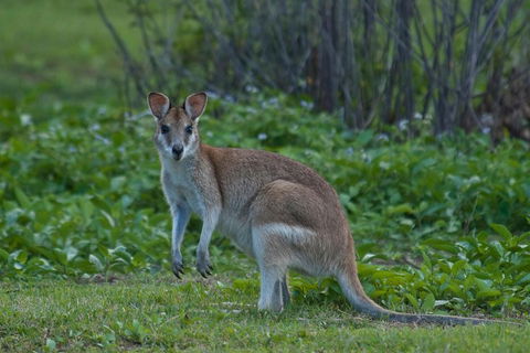 Cairns 4WD Waterfall And Rainforest Tour Including Kuranda Scenic Railway - Accommodation Whitsundays 2