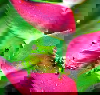 Cape Tribulation Mossman Gorge and Daintree Rainforest Premium Day Tour - Accommodation Whitsundays