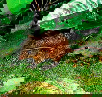 3-Day Small-Group Tour of North Queensland with Pick Up - Accommodation Whitsundays