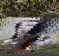 Full Day Tour in the Daintree - Accommodation Whitsundays