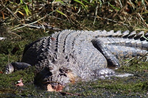 Full Day Tour In The Daintree - Accommodation Whitsundays 0