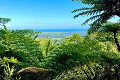 Full Day Tour In The Daintree - Accommodation Whitsundays 5