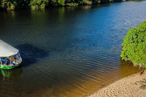 Afternoon Half-Day Daintree Rainforest And River Tour - Accommodation Whitsundays 3
