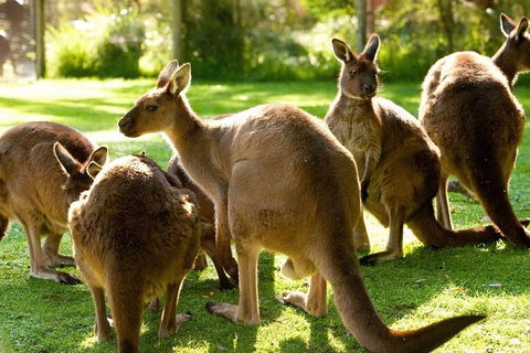 Melbourne City Card (3 Days): Visit Unlimited Attractions! - Accommodation Whitsundays 4