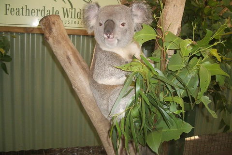 Full-Day Private Blue Mountains Tour With River Cruise - Accommodation Whitsundays 2