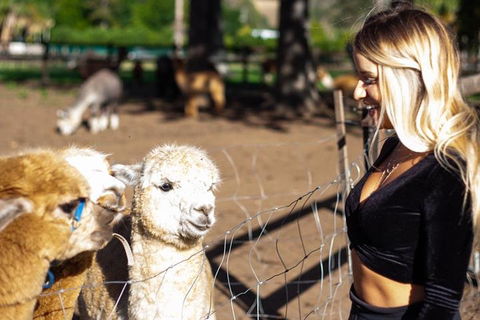 O'Reilly's & Lamington National Park Incl. Alpaca Farm + Vineyard - Accommodation Whitsundays 3