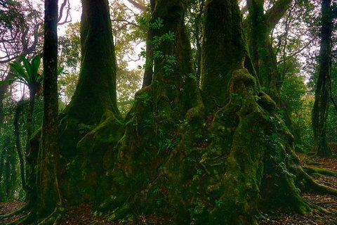 Private Tour - Rainforest & Waterfalls Extravaganza - Accommodation Whitsundays 5