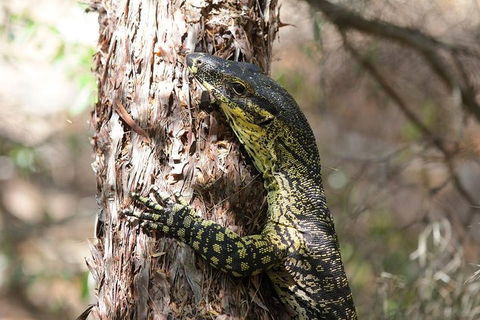 Byron Bay Hinterland Tour Including Rainforest Walk To Minyon Falls - Accommodation Whitsundays 1