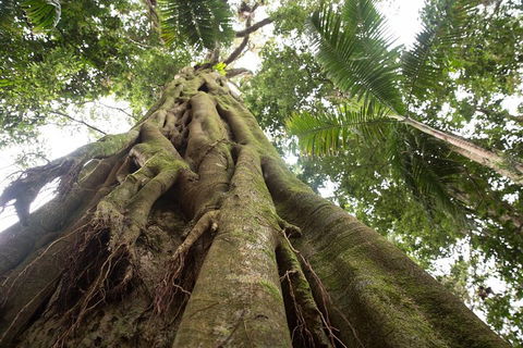 Byron Bay Hinterland Tour Including Rainforest Walk To Minyon Falls - Accommodation Whitsundays 2