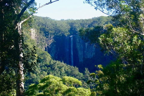 Byron Bay Hinterland Tour Including Rainforest Walk To Minyon Falls - Accommodation Whitsundays 4