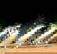 Phillip Island Penguins Private Tour - Accommodation Whitsundays