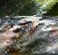 Daintree Rainforest Cape Tribulation Mossman Gorge Small-Group Day Tour - Accommodation Whitsundays