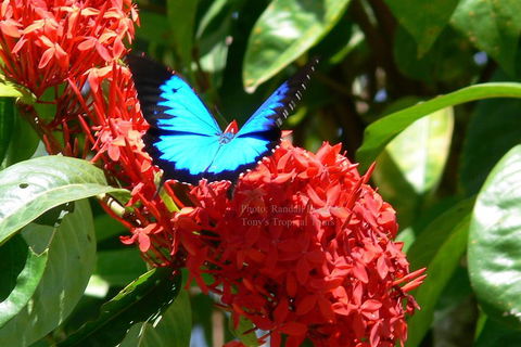 Daintree Rainforest, Cape Tribulation, Mossman Gorge Small-Group Day Tour - Accommodation Whitsundays 2