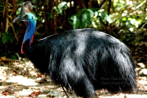 Daintree Rainforest, Cape Tribulation, Mossman Gorge Small-Group Day Tour - Accommodation Whitsundays 3