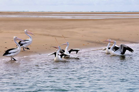 Town Of 1770 Afternoon Cruise - Accommodation Whitsundays 4