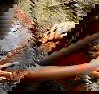 Ngana Julaymba Dungay - Full Day - Accommodation Whitsundays