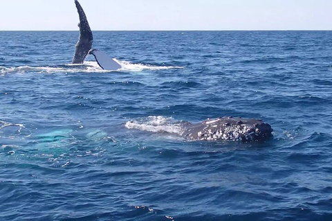 Noosa Whale Watching - Accommodation Whitsundays 0