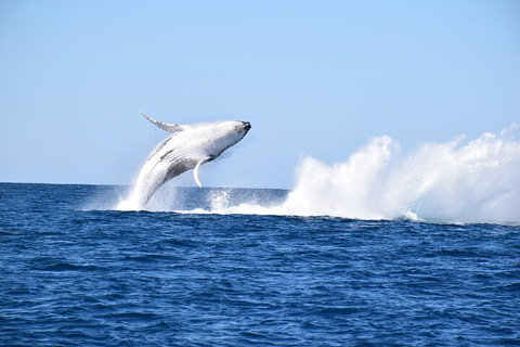 Noosa Whale Watching - Accommodation Whitsundays 1