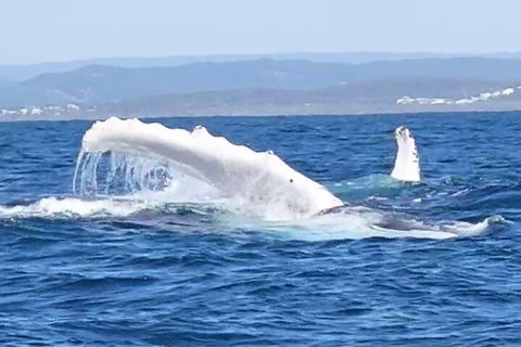 Noosa Whale Watching - Accommodation Whitsundays 5