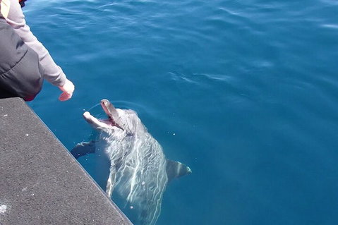 Noosa Wild Dolphin Safari - Accommodation Whitsundays 0