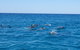 Noosa Wild Dolphin Safari - thumb 3