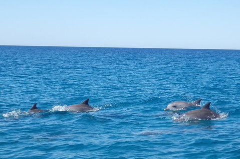 Noosa Wild Dolphin Safari - Accommodation Whitsundays 5