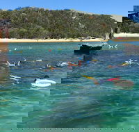 All Inclusive Dolphin and Tangalooma Wrecks Cruise - Accommodation Whitsundays