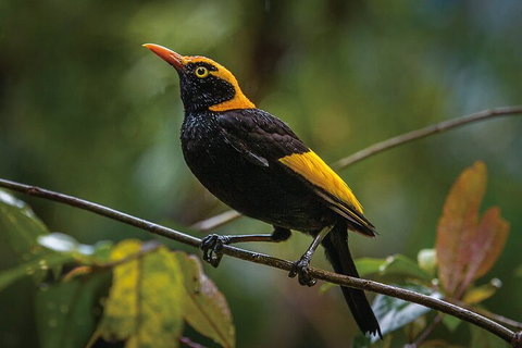 O'Reilly's & Lamington National Park From Gold Coast - Accommodation Whitsundays 1